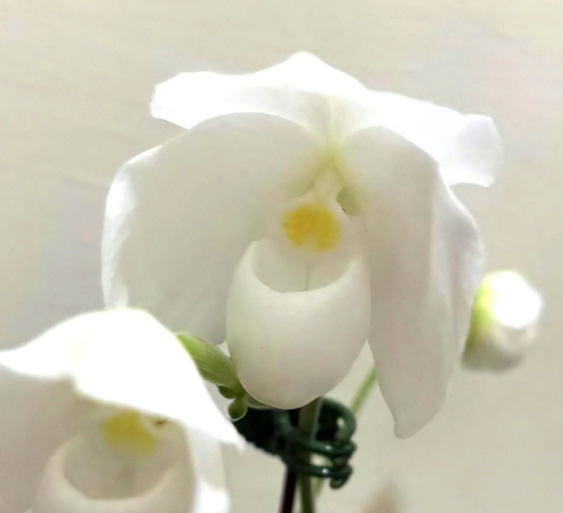 Paph.wenshanense semi/alba  x Paph. niveum alba 2