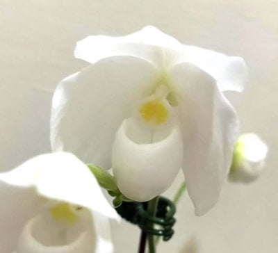 Paph.wenshanense semi/alba  x Paph. niveum alba