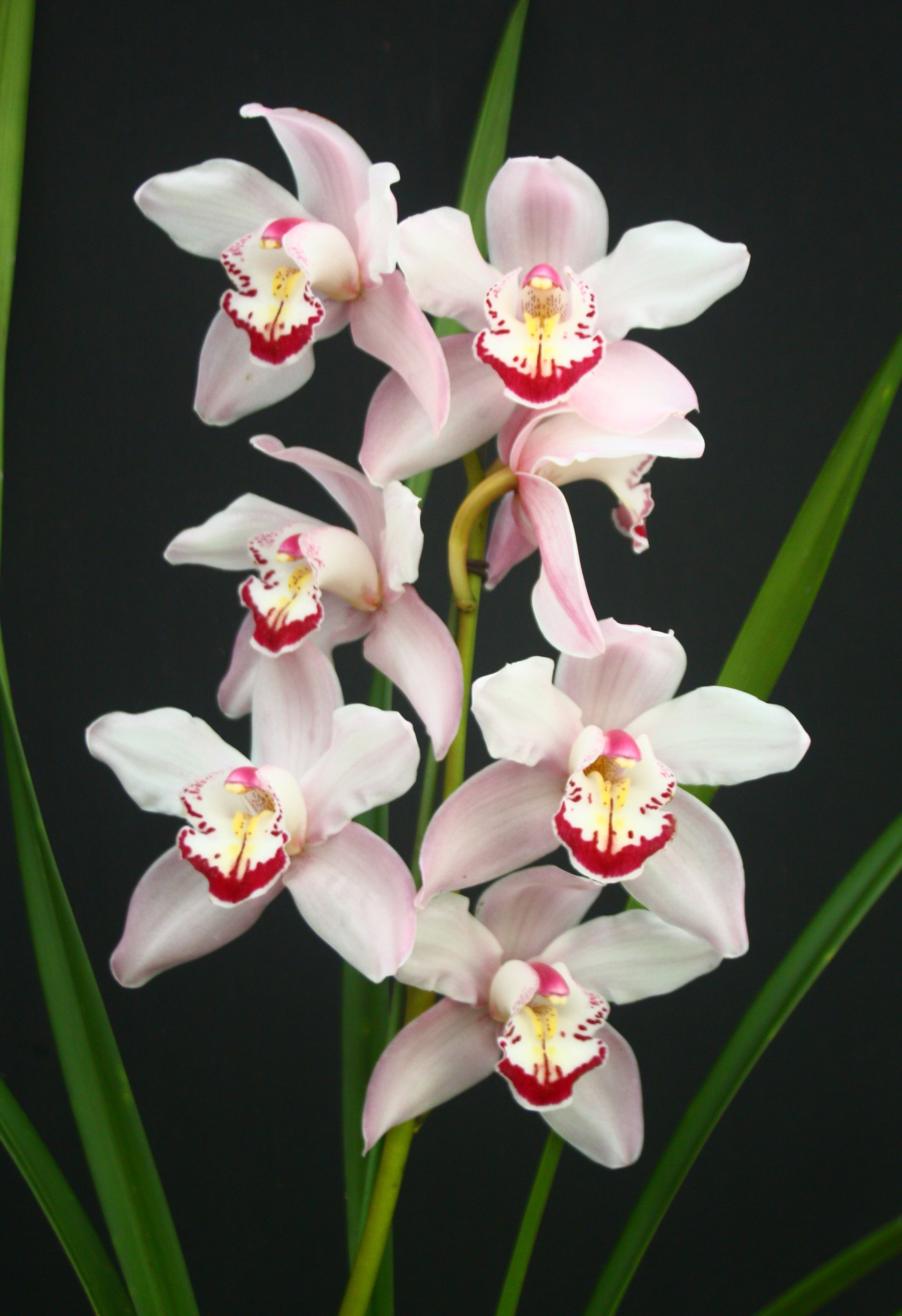 Cymbidium sp"pink" (MC) 2