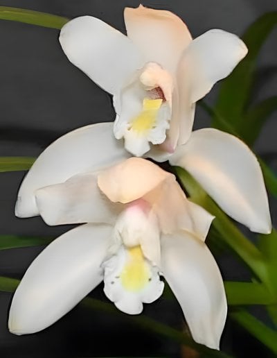 Cymbidium eburneum x Cym.Great Flower