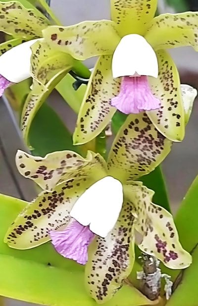 Cattleya guttata fma. coerulea x self