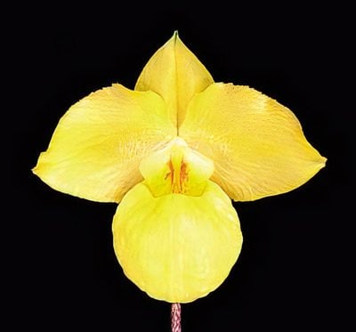 Paph.armeniacum X Paph. Lady Rothschild