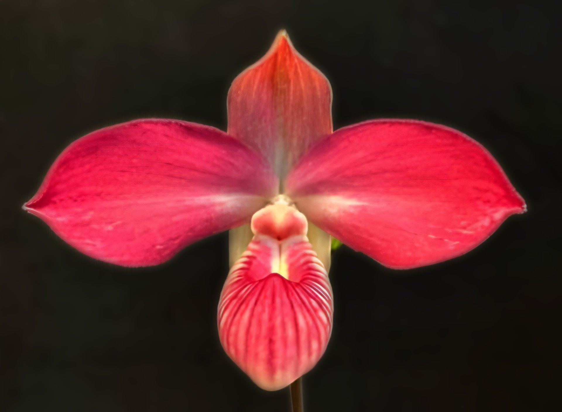 Name (dalessandroi x kovachii)(10 plants in)
