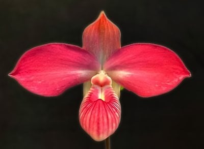 Name (dalessandroi x kovachii)(10 plants in)