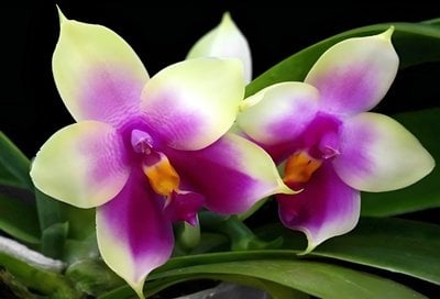 Phal.Mituo prince x Phal.violacea 'indigo'