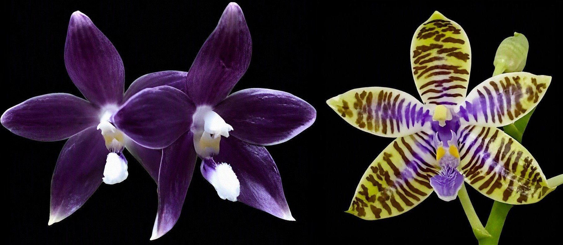 Phal.speciosa 'Blue' x Phal.lueddemanniana var coerulea 3