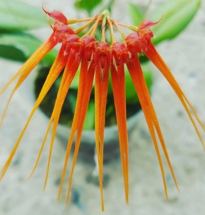 Bulb. fimbriperianthium x (Bulb. tingabarinum x Bulb. hirundinis)