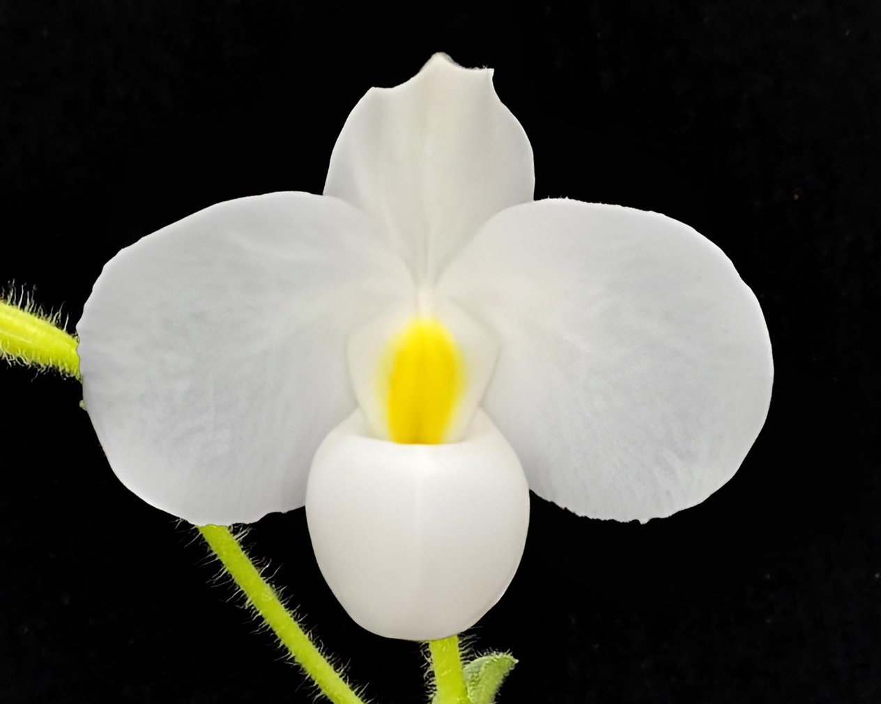Paph. delenatii alba
