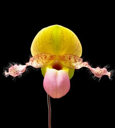 Paph. moquetteanum x sib