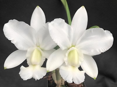 C. walkeriana var. alba pendentive 'AM/AOS' x sib