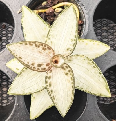Goodyera schlechtendaliana var 'Nishikiran Japan'