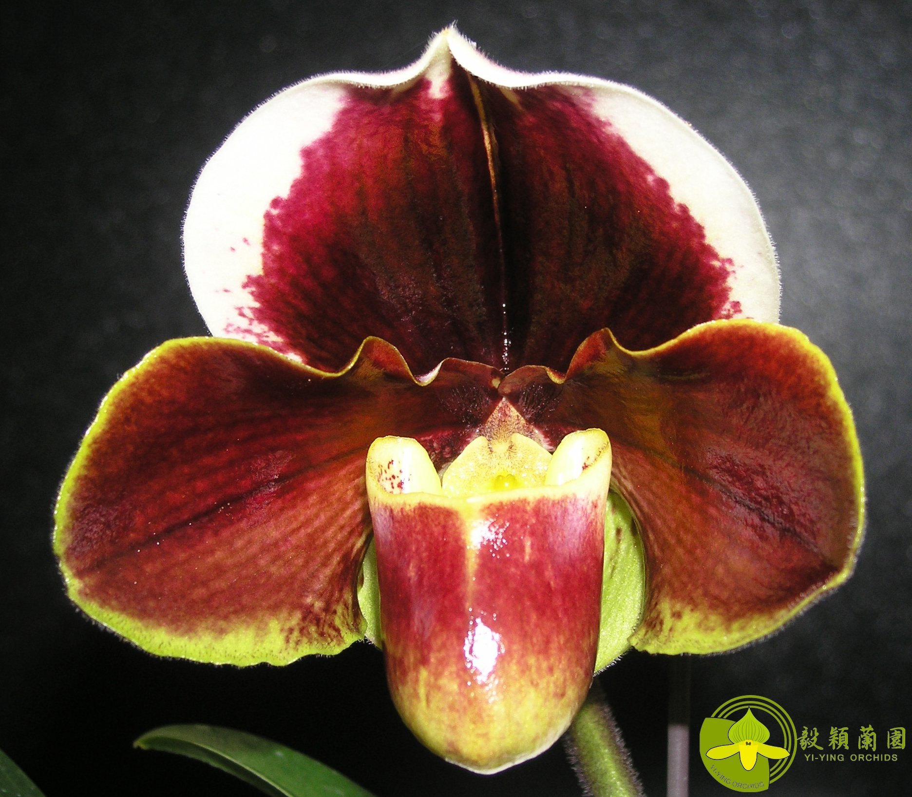 Paph.Yi-Ying Giant Wings 'T99' 2