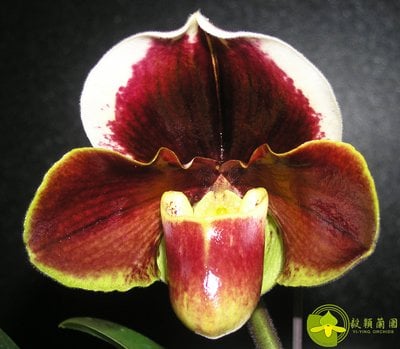 Paph.Yi-Ying Giant Wings 'T99'