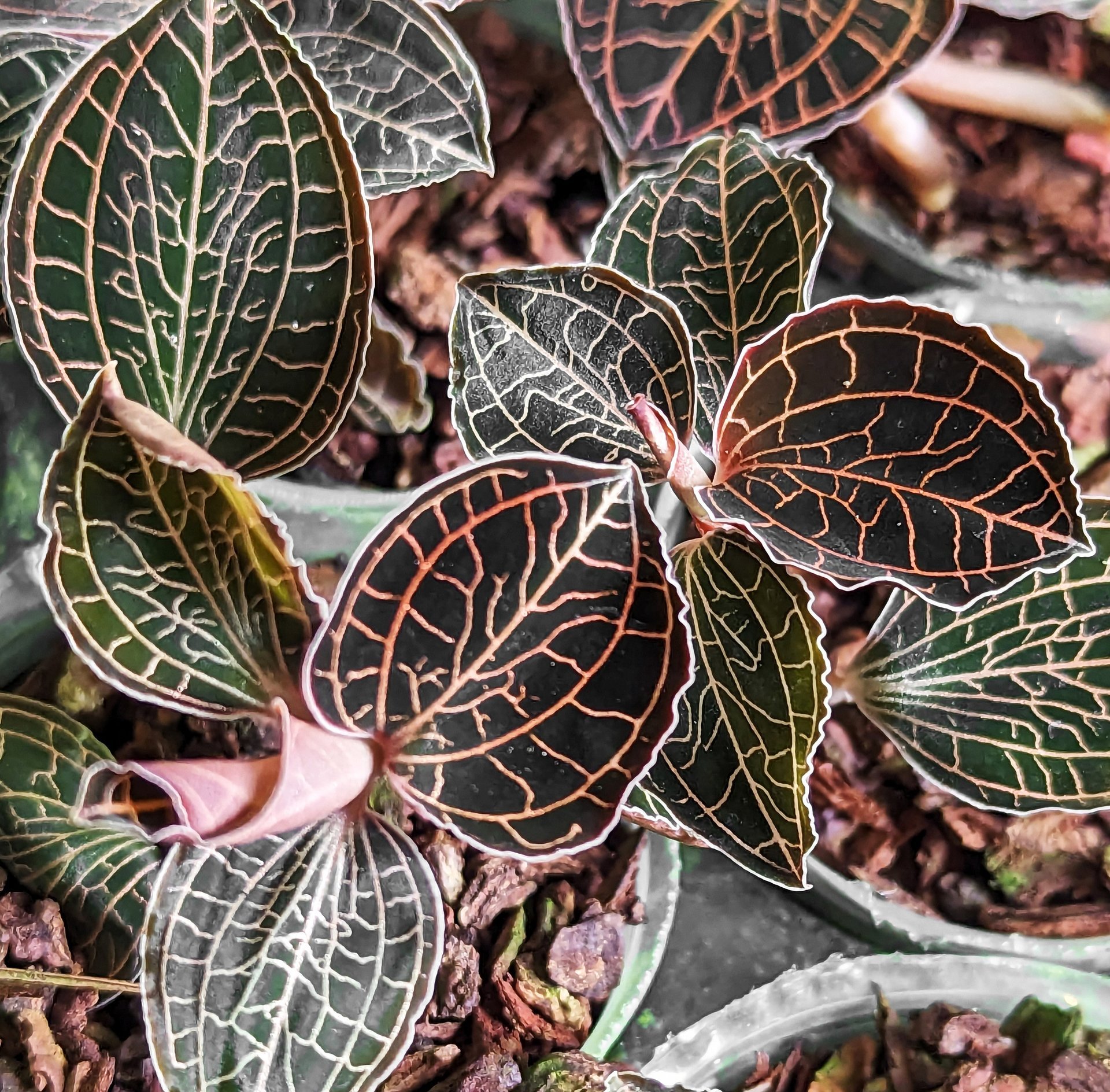 Anoectochilus albolineatus (MC)