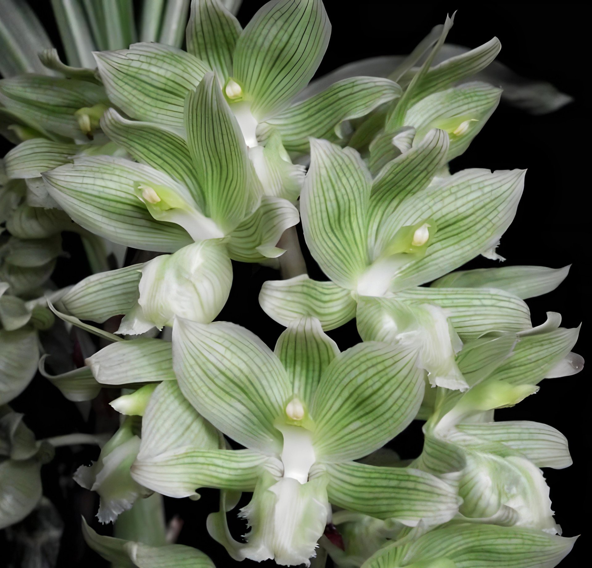 Clowesia russelliana