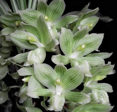 Clowesia russelliana