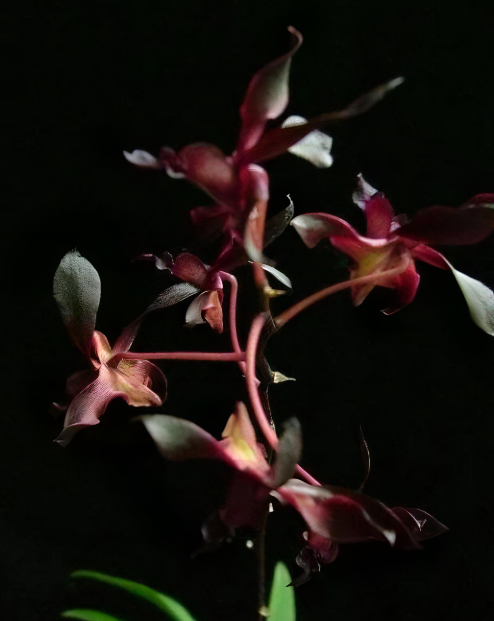Den.antennatum var. black (MC)