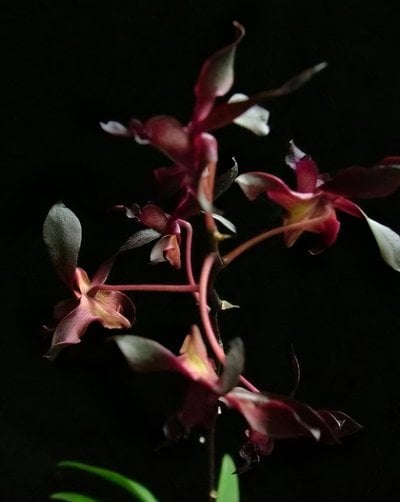 Den.antennatum var. black (MC)