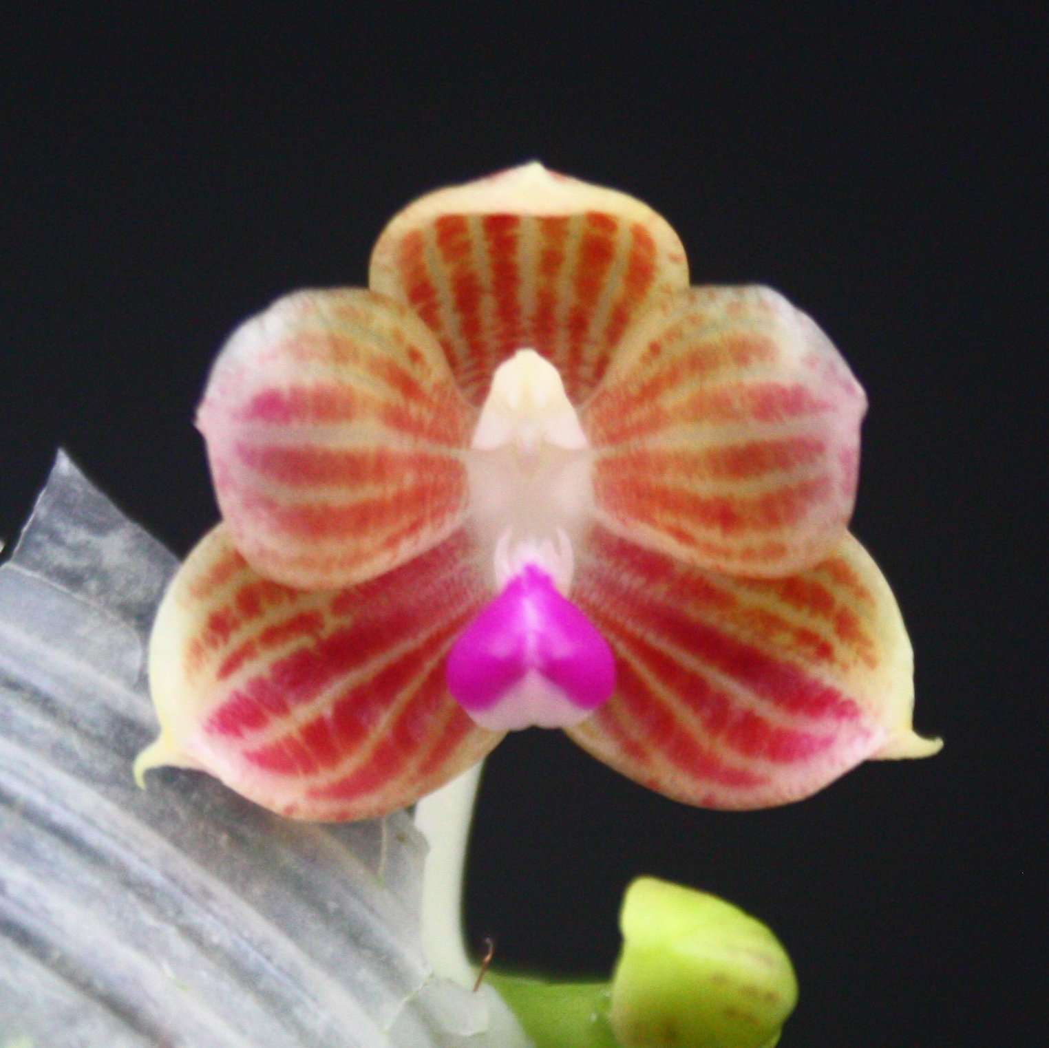 Phal. javanica x self