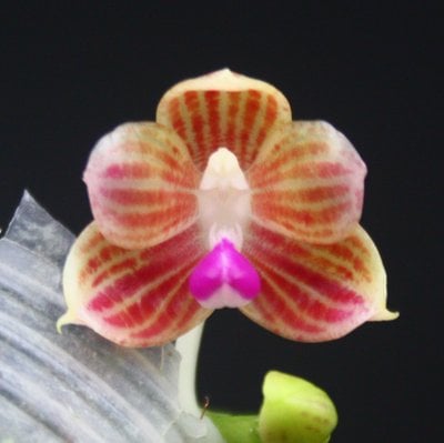 Phal. javanica x self