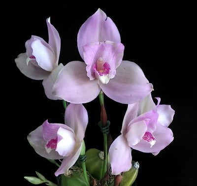 Lyc.Kiama'No 13'x(Lyc. Shonsn Harmany x Lyc. Aubum)
