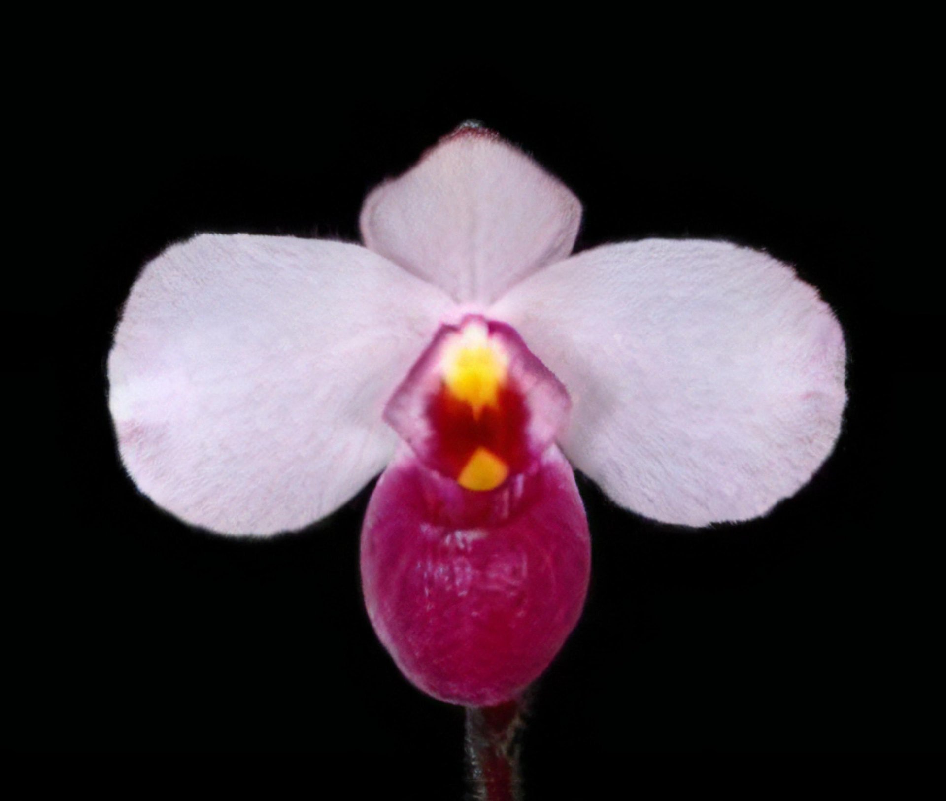 Paph. delenatii 'vinicolor'