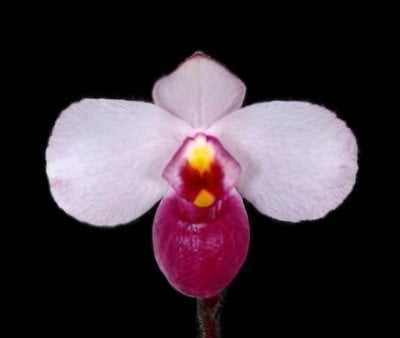Paph. delenatii 'vinicolor'