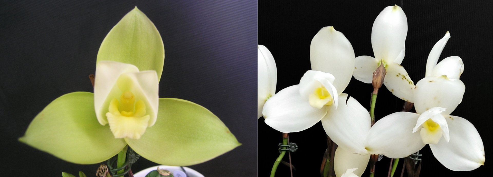 (Lyc.Gayser Gold x Shonan Harmony) x (Lyc.Shoalhaven x Auburn) 3