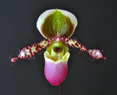 Paph.liemianum  xsib