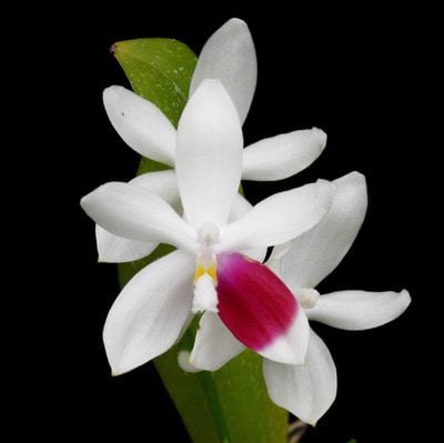 Phal.tetraspis C1 (Hua Yi) x self