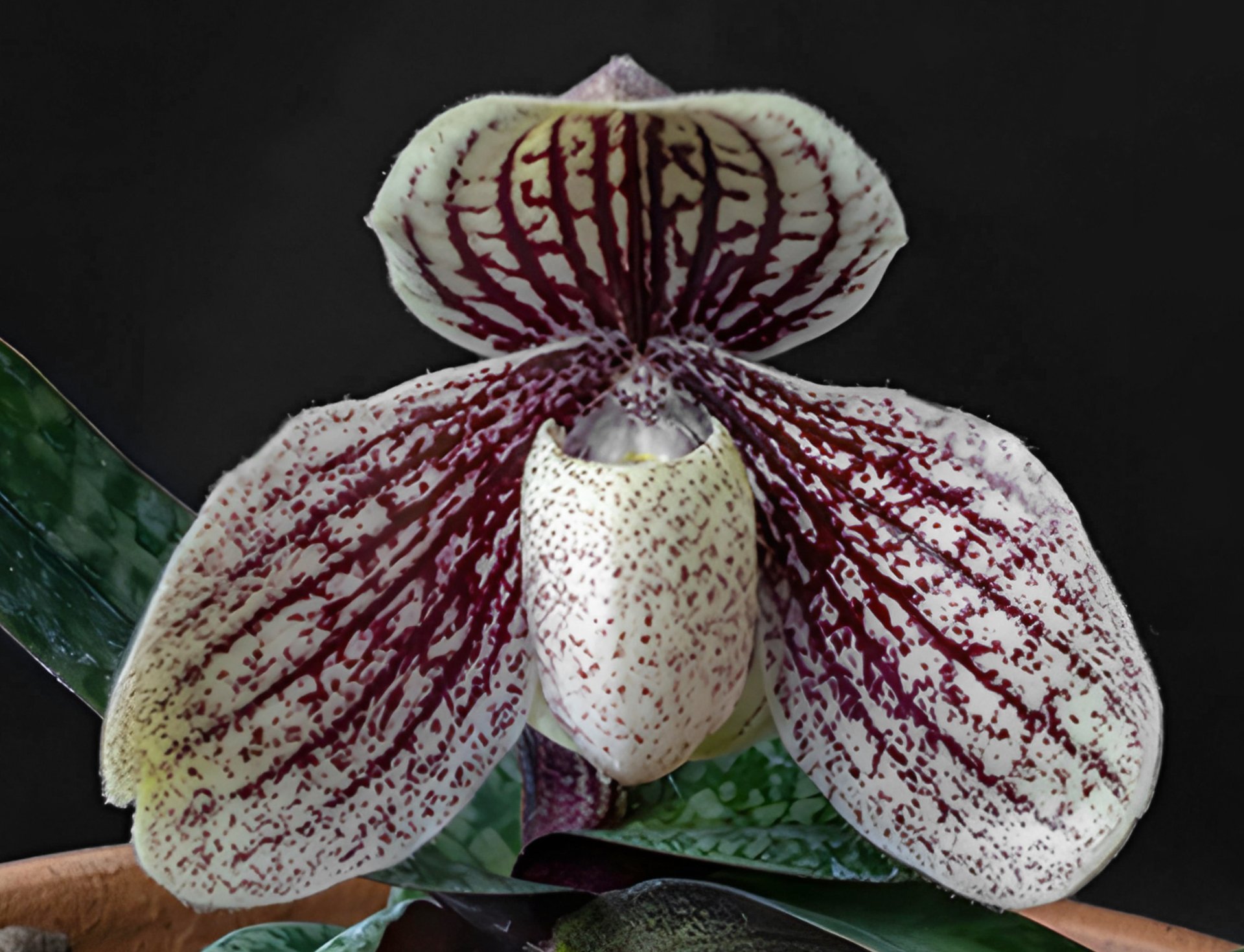 Paph.myanmanicum x sib