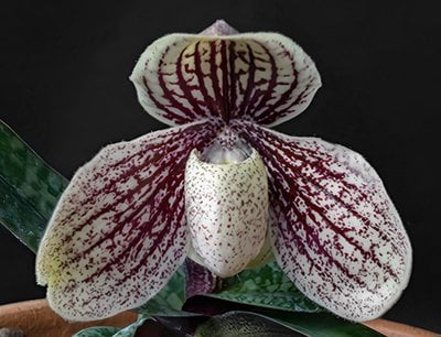 Paph.myanmanicum x sib