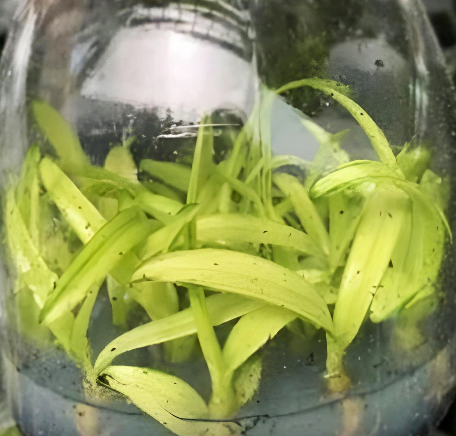 Den.Enobi Purple 'Splash' AM/AOS (heavy variegated) 2