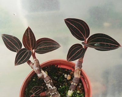 Ludisia discolor (MC)