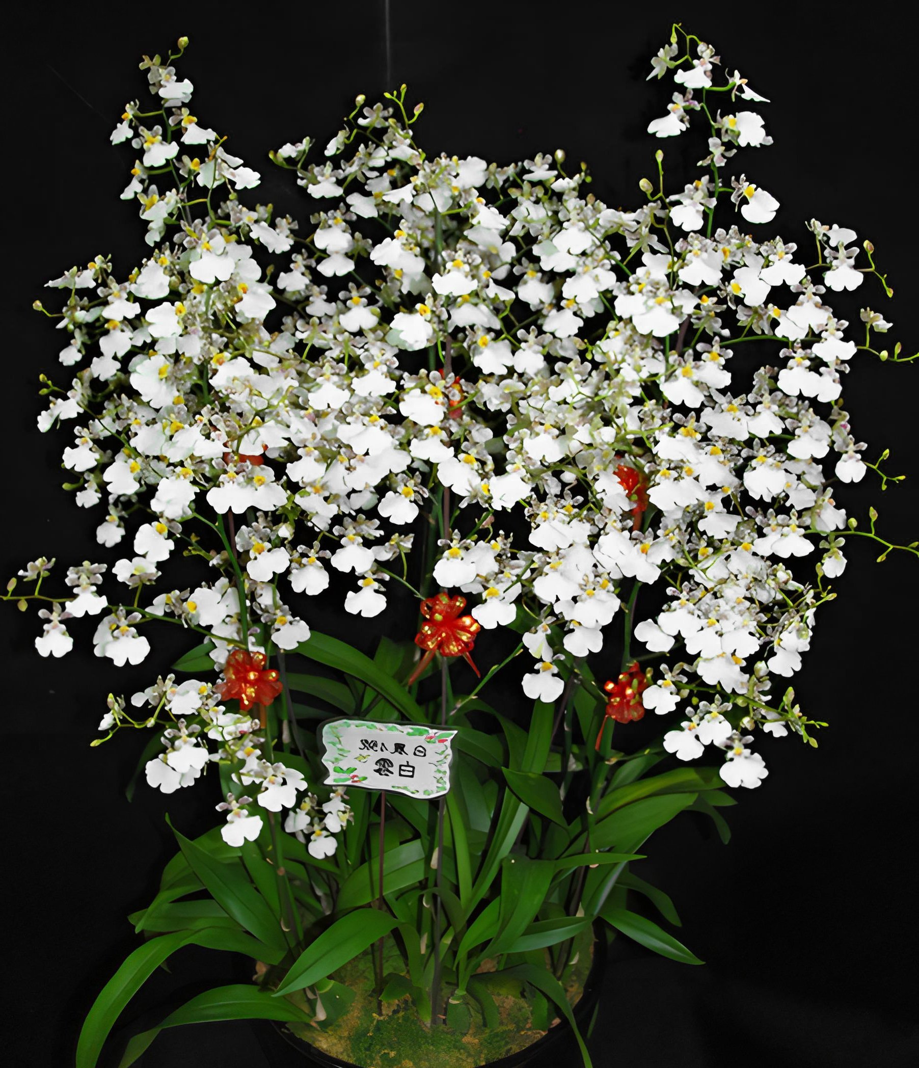 Onc.Tariflor Snow White 2