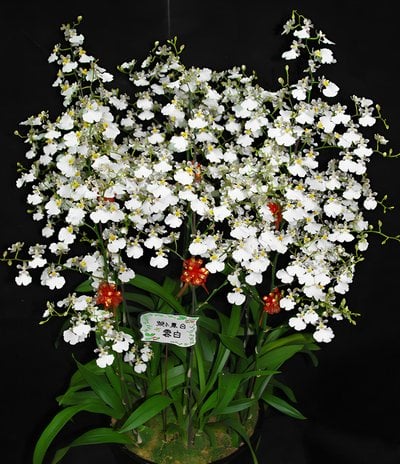 Onc.Tariflor Snow White