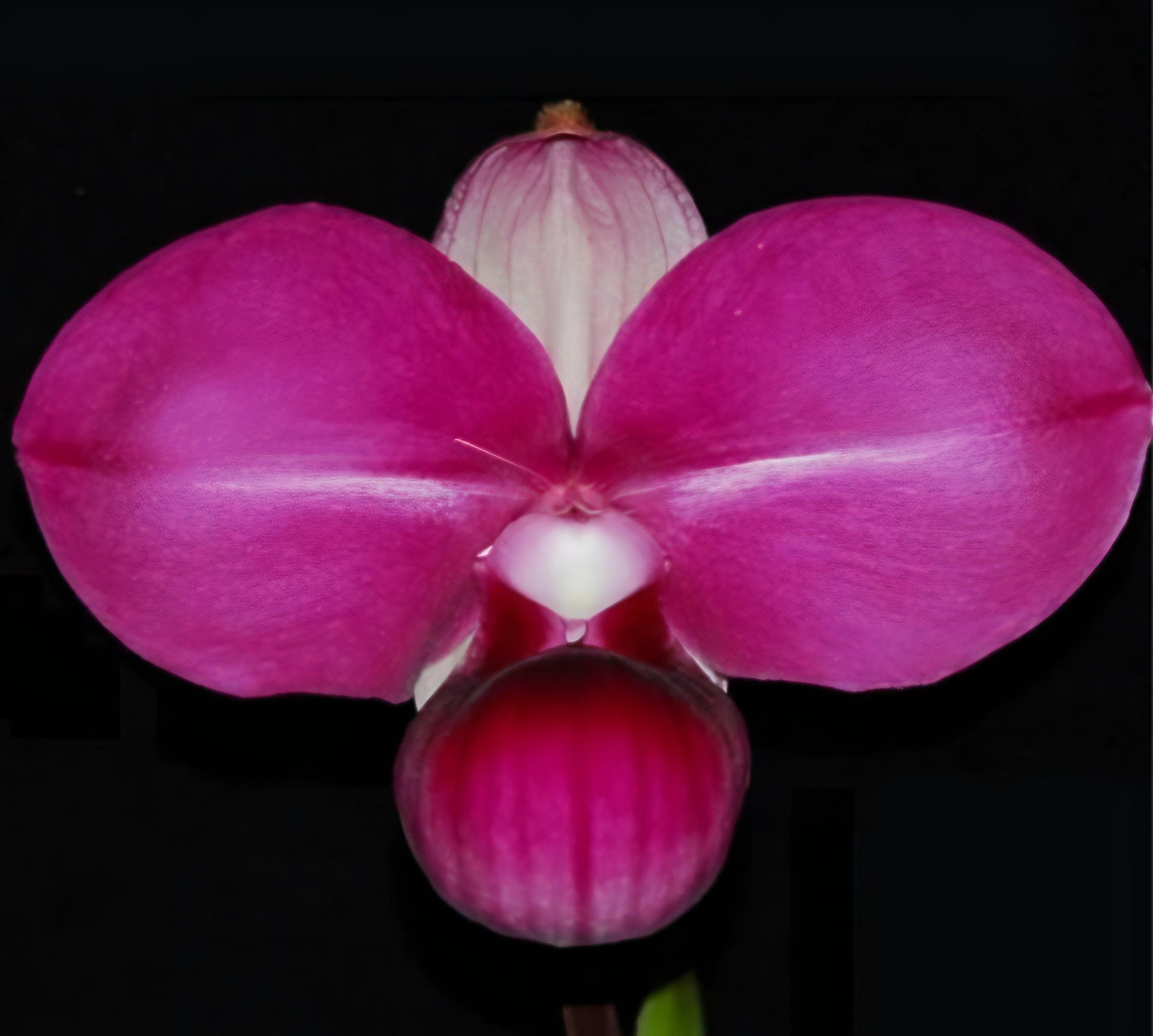 Name (kovachii"round" x self) (10 plants in)