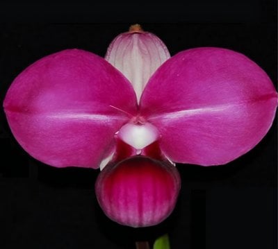 Name (kovachii"round" x self) (10 plants in)