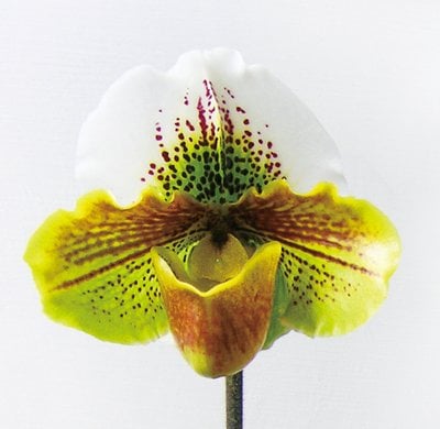 Paph.Yi-Ying Colorful Clouds x Paph. Enzan Kitty