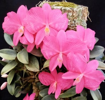 Sophronitis wittigiana'pink' x sib