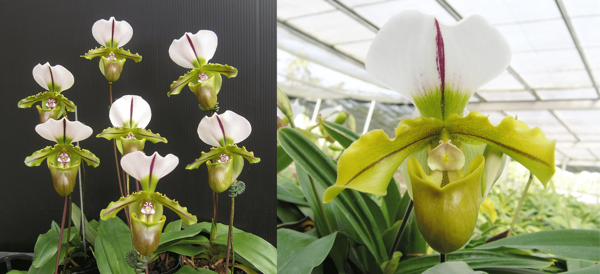Paph.spicerianum X Paph.spicerianum'big' 3