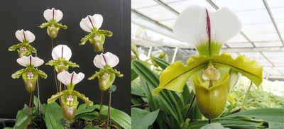 Paph.spicerianum X Paph.spicerianum'big'