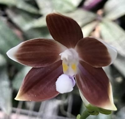 Phal. speciosa  'Blue' x 'deep brown'