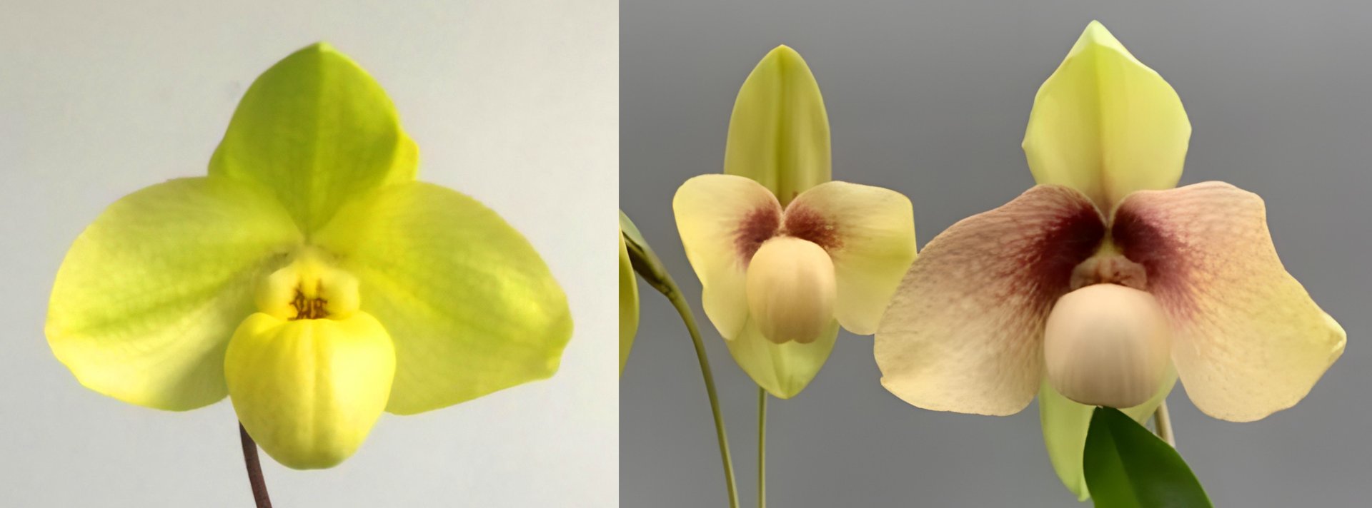 Paph.Wossner China Moon x Paph.hangianum 3