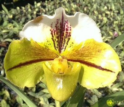 Paph.spicerianum x Paph. Mukayama Green"T72"