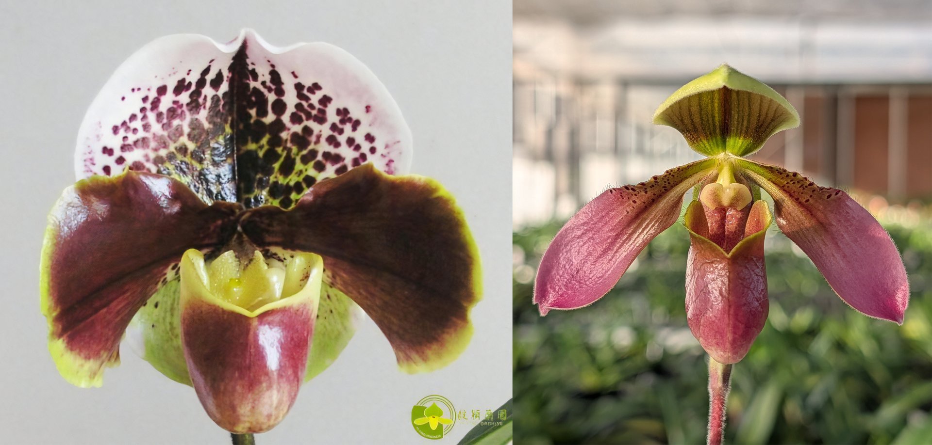 Paph.appletonianum x Paph. Enzan Kitty 3