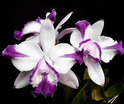 C. intermedia var. aquinii orlata coerulea x sib