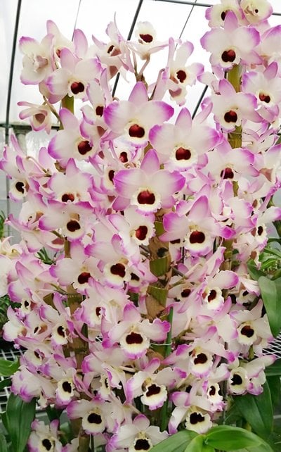 Den.CT. Sally Honey(Meri clone)