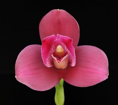 Lyc. Yi-Ying Sakura 'No 129' x Lycaste deppei