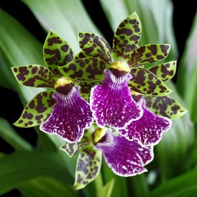 Zygopetalum intermedium x Lyc.Yi-Ying Sakura 'No 127'